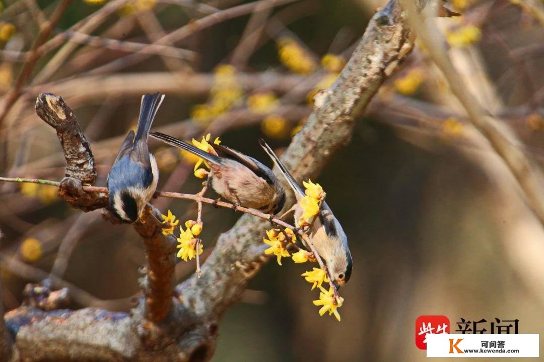 【视频】南京山林中现银喉长尾山雀，嬉闹鸣啼声好像奏响新年乐曲