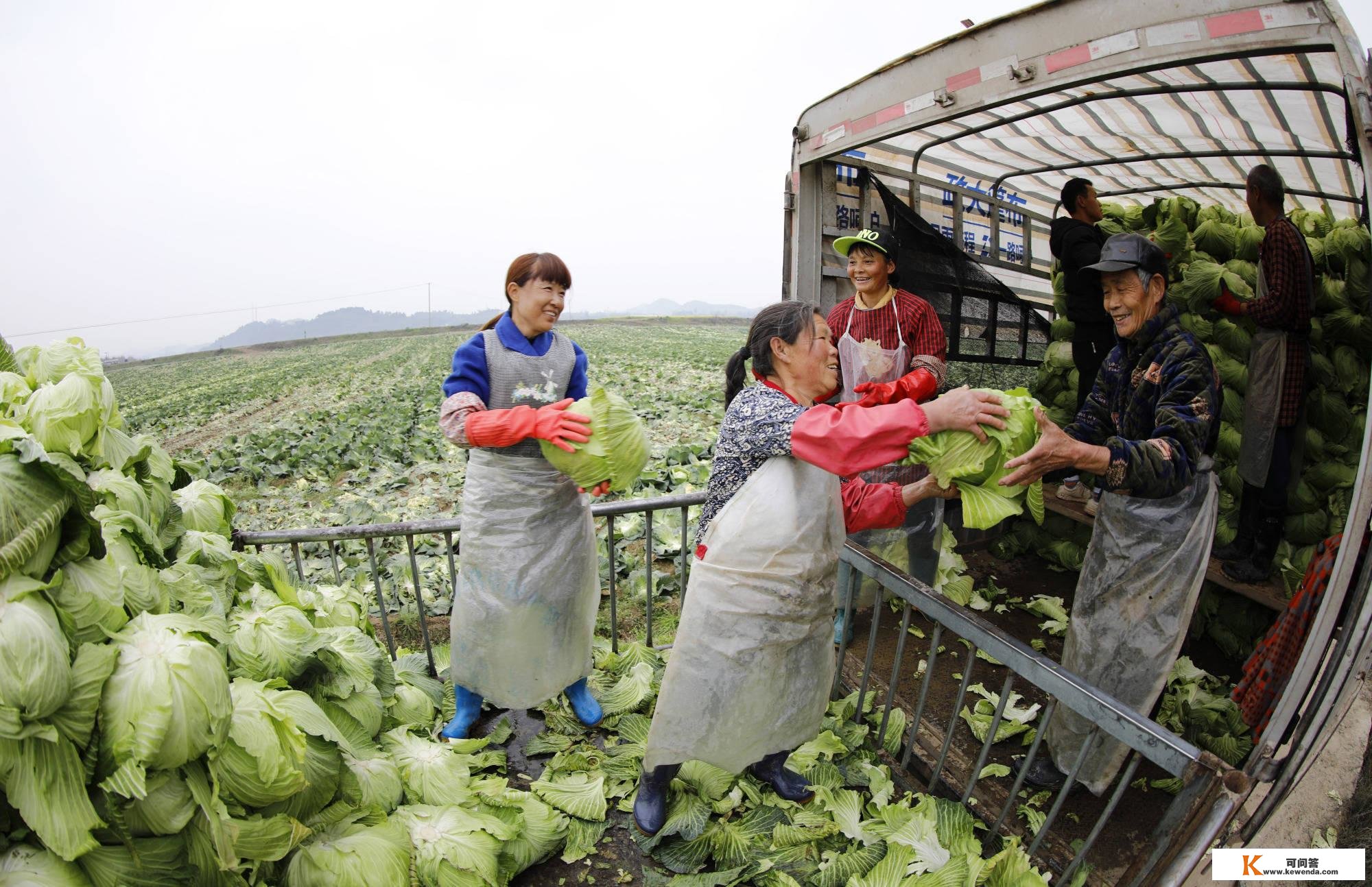 四川南充：抢收蔬菜供给市场