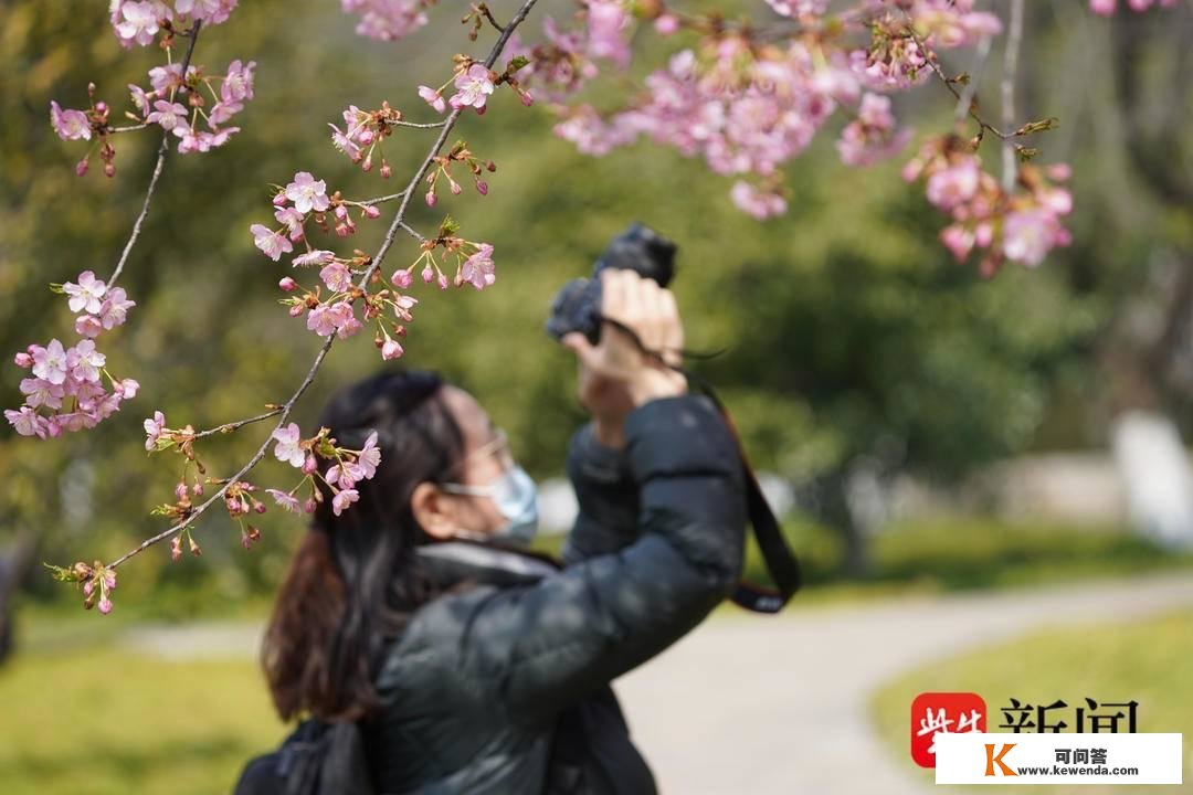 【视频】南京情侣园樱花绽放，吸引绣眼鸟前来“打卡”
