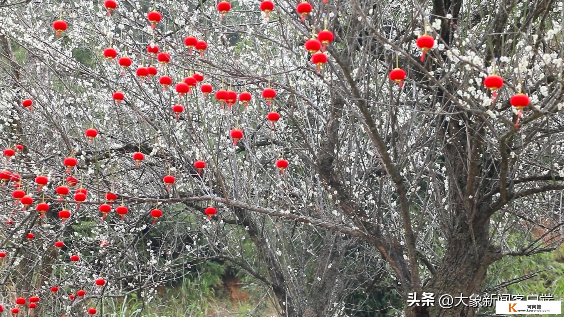 江西 千年古道梅花绽放 旅客徘徊新春