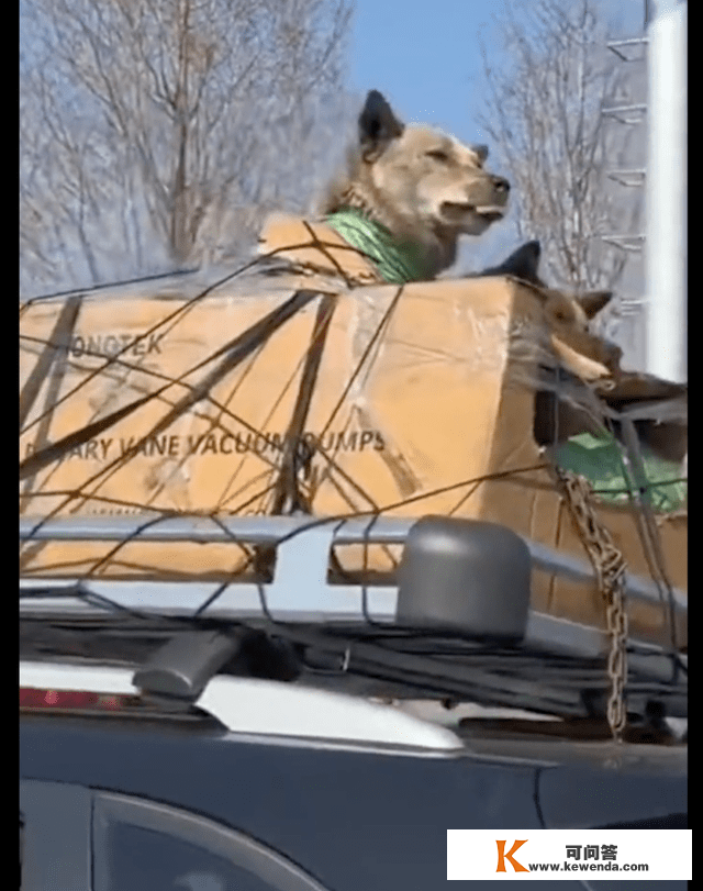 车主带两只狗回家过年，将它们都给绑在了车顶上，实冻成狗了呀！