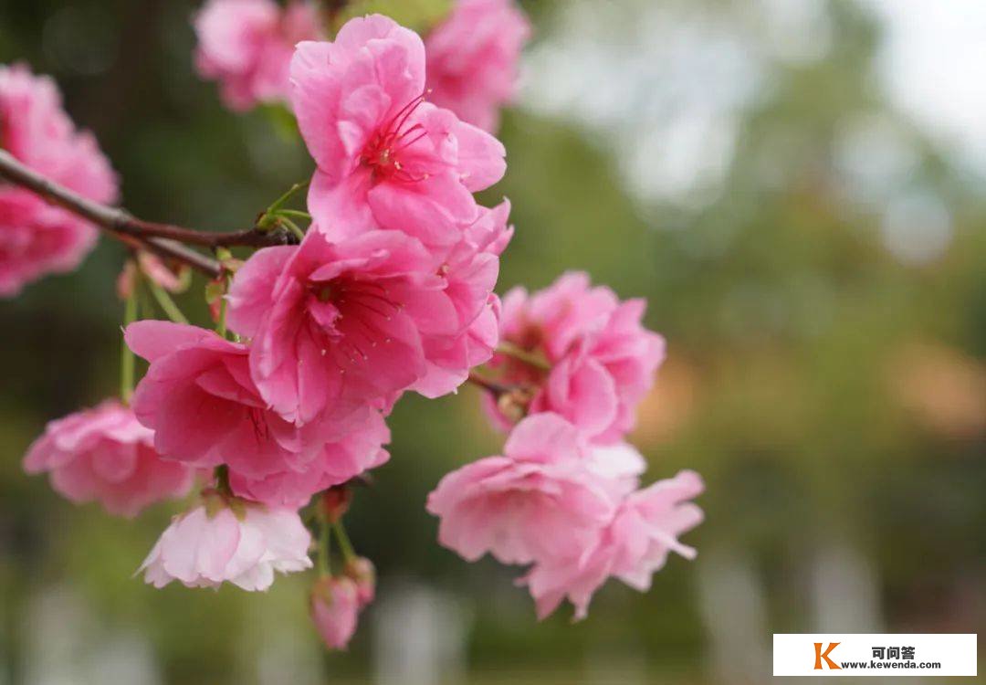 有一种叫云南的生活丨春游易门，樱花满城