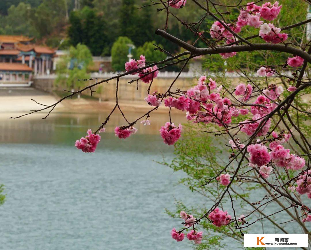 有一种叫云南的生活丨春游易门，樱花满城