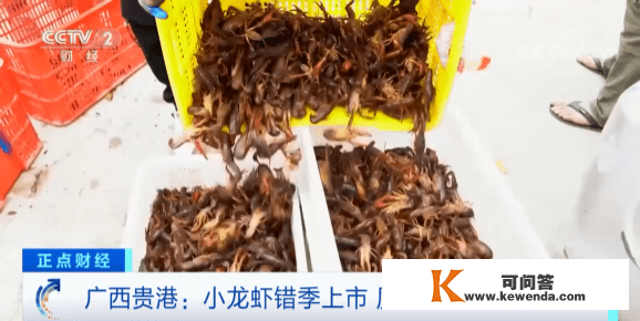 求过于供！广西贵港小龙虾错季上市 量优价高销路好