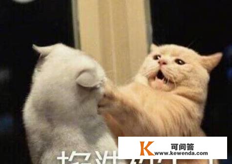 为什么橘猫时而温顺时而凶猛？网友：你那是一只猫吗，哈哈
