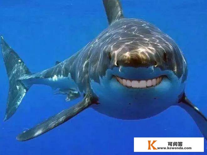 我们的牙和鲨鱼一样硬！