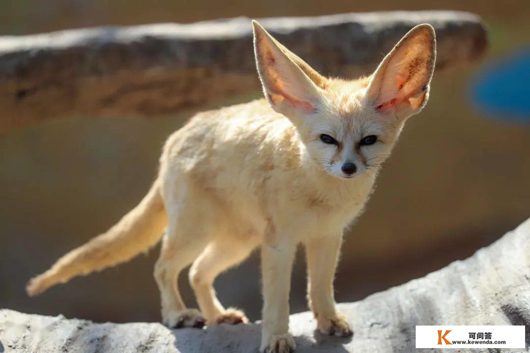 不是图图，是大耳朵“狐狐”！