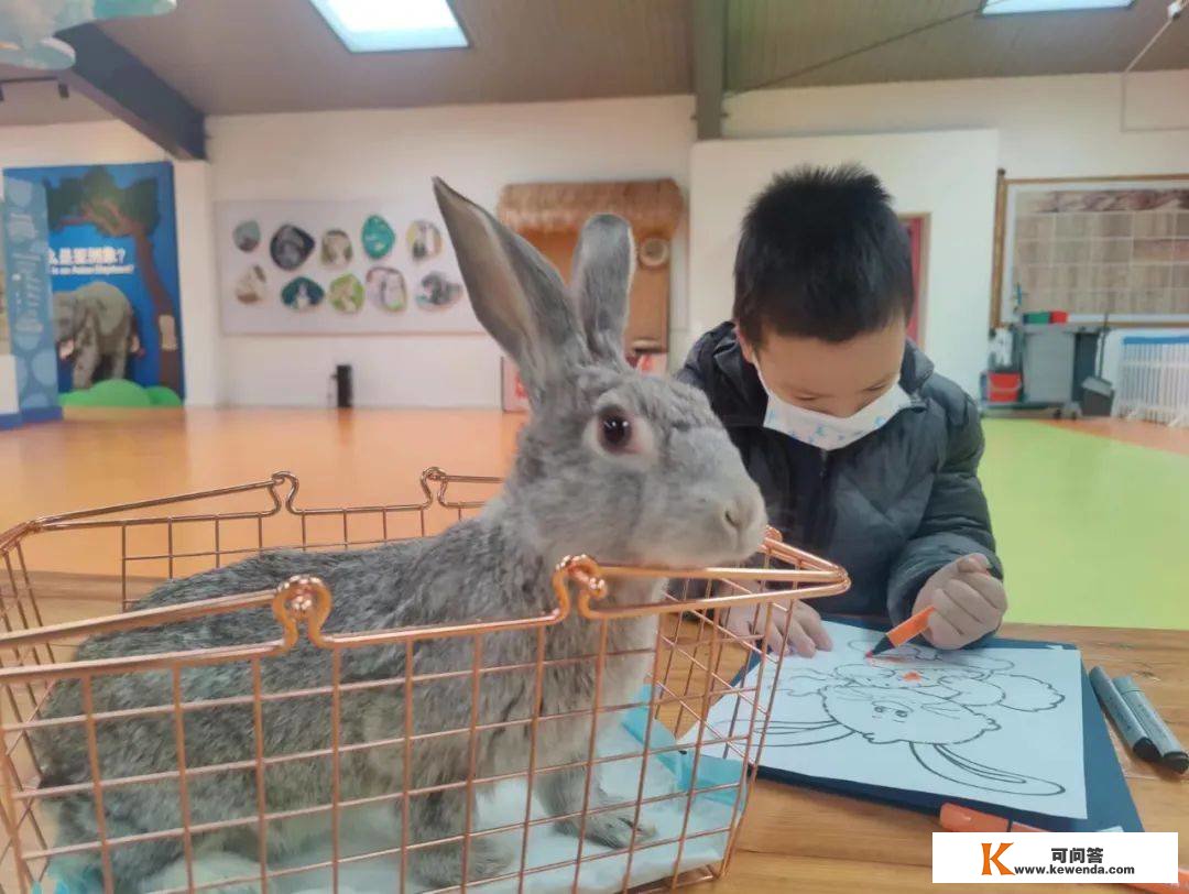 北京野生动物园，50多只小兔子贺年啦！