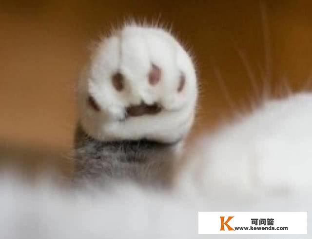 猫咪更好撸的处所其实是那里，猫咪：哼！天天撸还那么不领会我