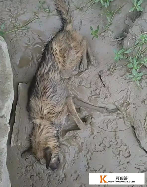狗狗在泥里奄奄一息，啼声微弱，看一眼后让人摇头
