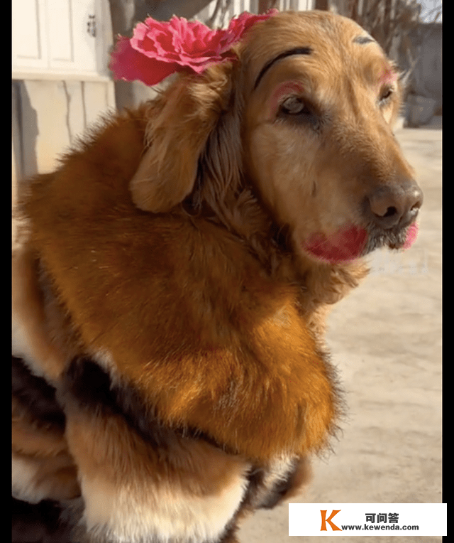 过年仆人给狗狗装扮得喜庆一点，看到它的妆容我笑了，狗版如花吗