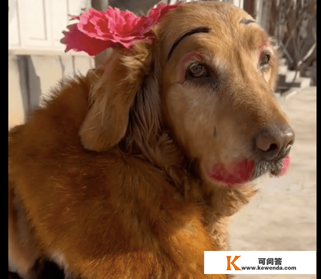 过年仆人给狗狗装扮得喜庆一点，看到它的妆容我笑了，狗版如花吗