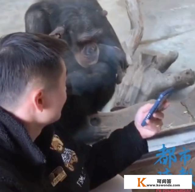 须眉逛动物园给猩猩看短视频，“看了十几分钟”，当事人：给它看的是动物视频，看它挺无聊的