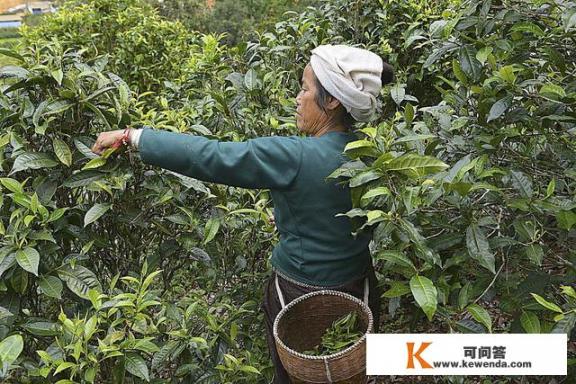 为什么不建议喝生普洱茶？普洱茶属于什么茶？