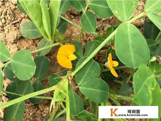 重庆9宫格每个格用途？花生种植技术与治理？