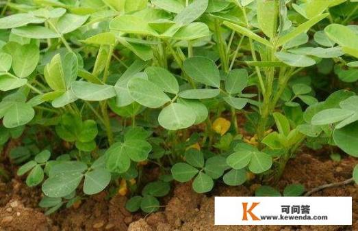 重庆9宫格每个格用途？花生种植技术与治理？