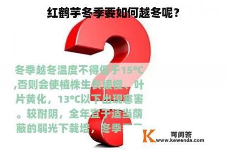 红鹤芋冬季要如何越冬呢？
