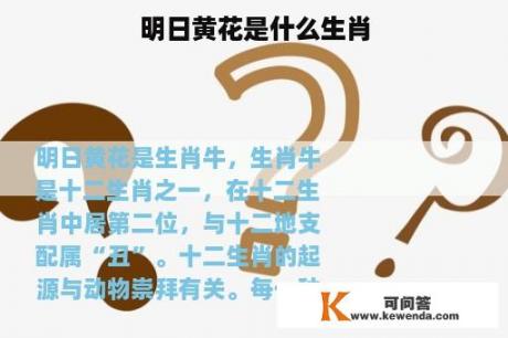 明日黄花是什么生肖
