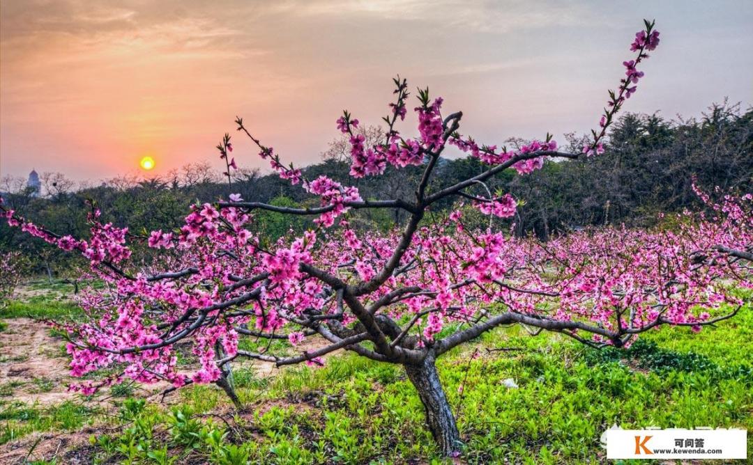 如何以“桃花”为题写一首诗词