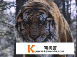韩国大片《大虎》，里面的老虎山君，可以打几只狮子