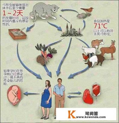 被刚地弓形虫感染人的性格会发生变化吗