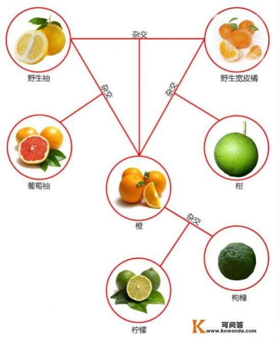为什么柚子和橘子杂交会有可育的橙子？植物间没有生殖隔离吗
