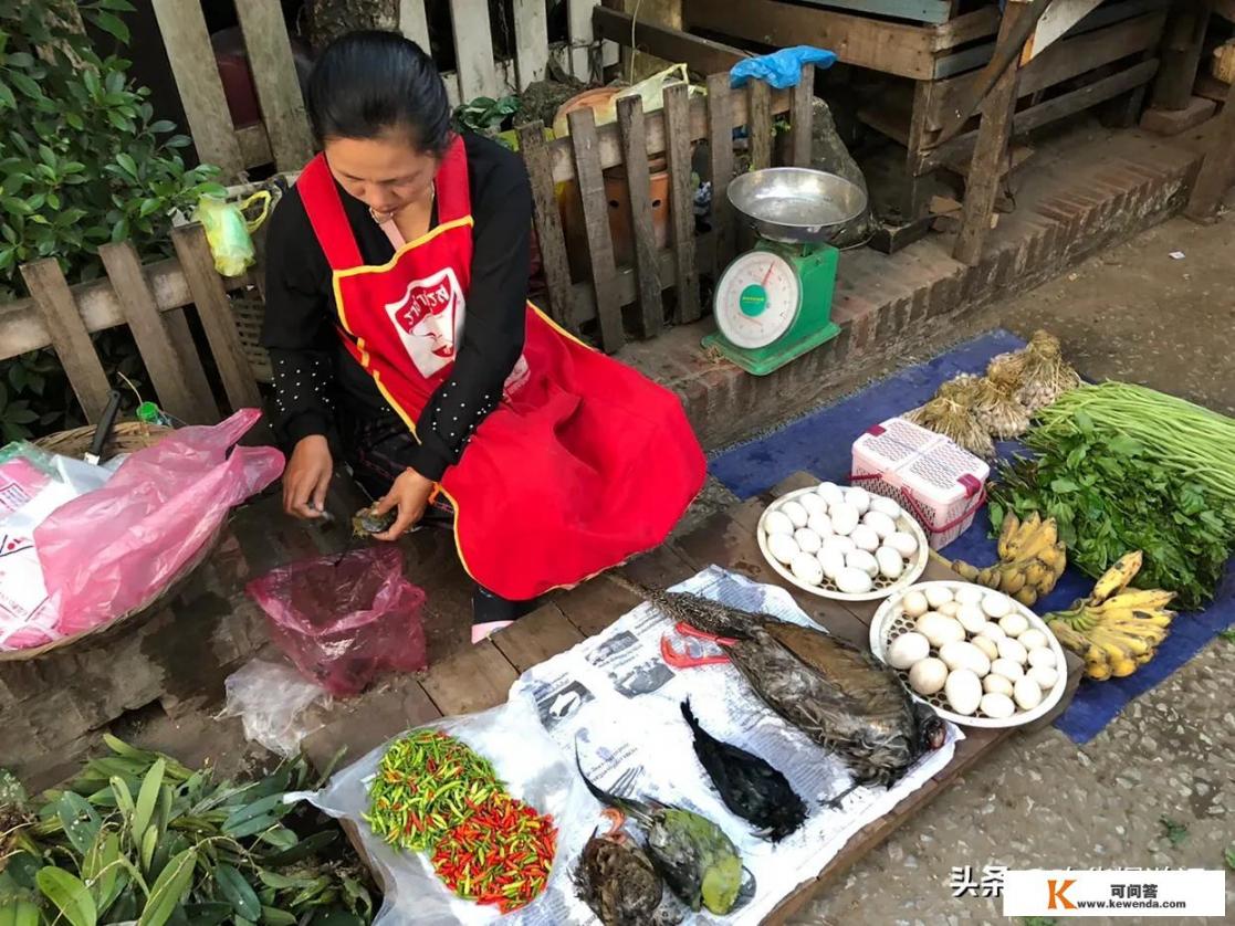 去森林游玩，遇到一大蟒蛇用什么办法逃过一难_旅行中的野炊，用简单追寻快乐，志同道合的你有什么好的建议