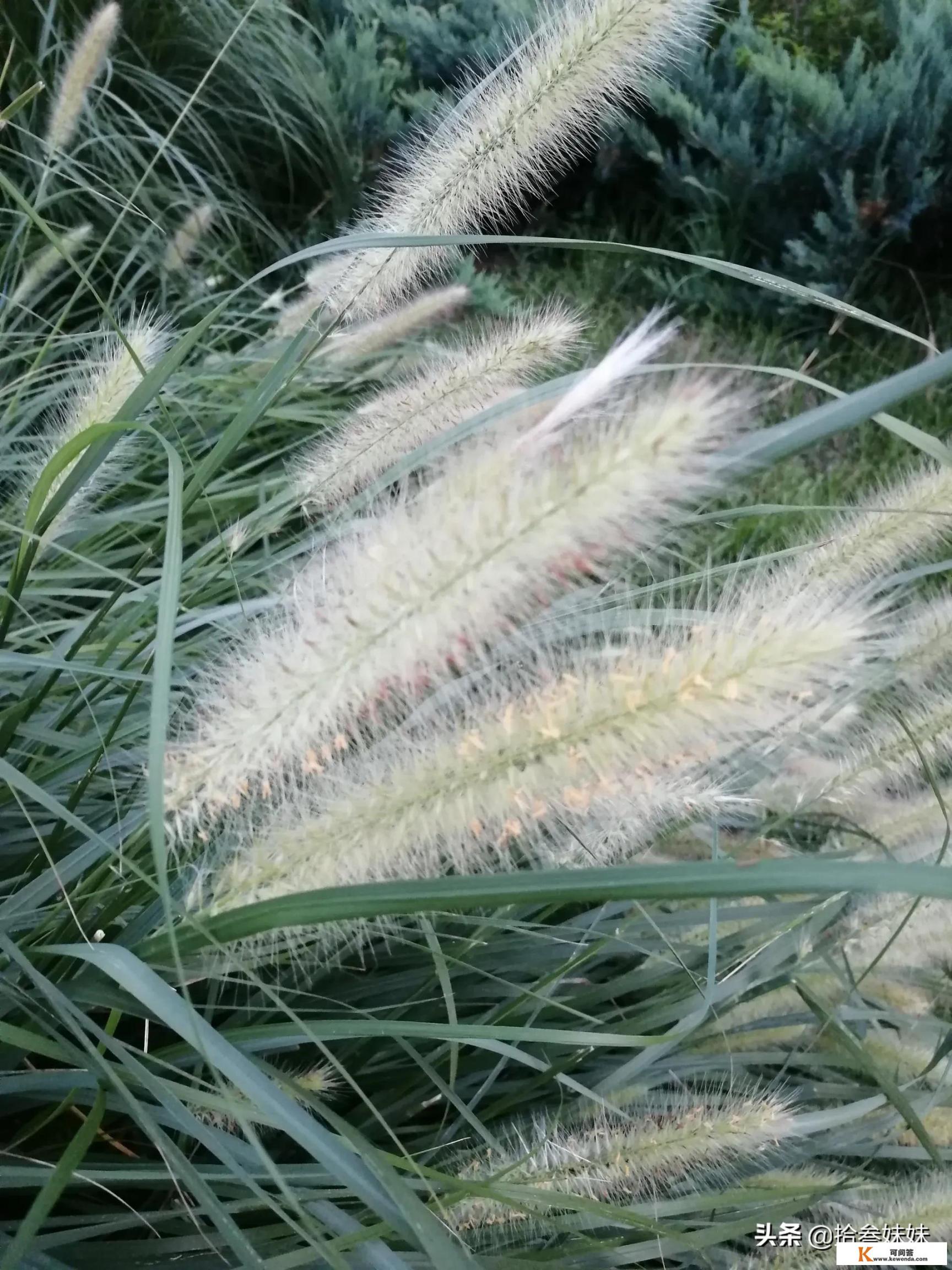 你见过最皮的网名有多皮_天主教软件下载