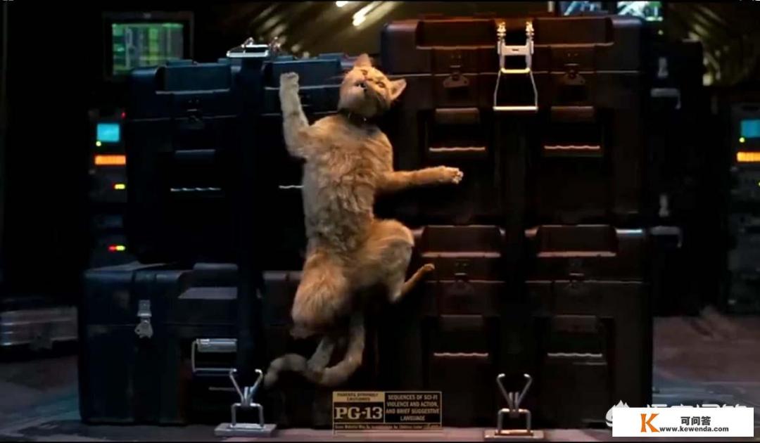 都说《惊奇队长》里的噬元兽胖橘猫最抢镜，还有什么电影有这么萌的明星猫
