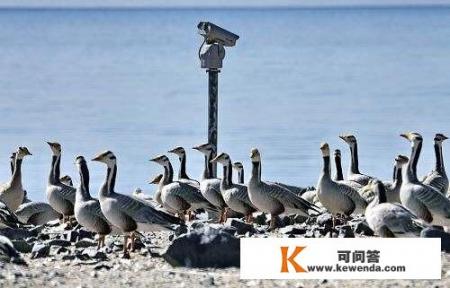 北京10月观鸟好去处？