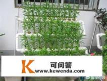 无土阳台种菜有什么方法？一般适合种植哪些菜呢