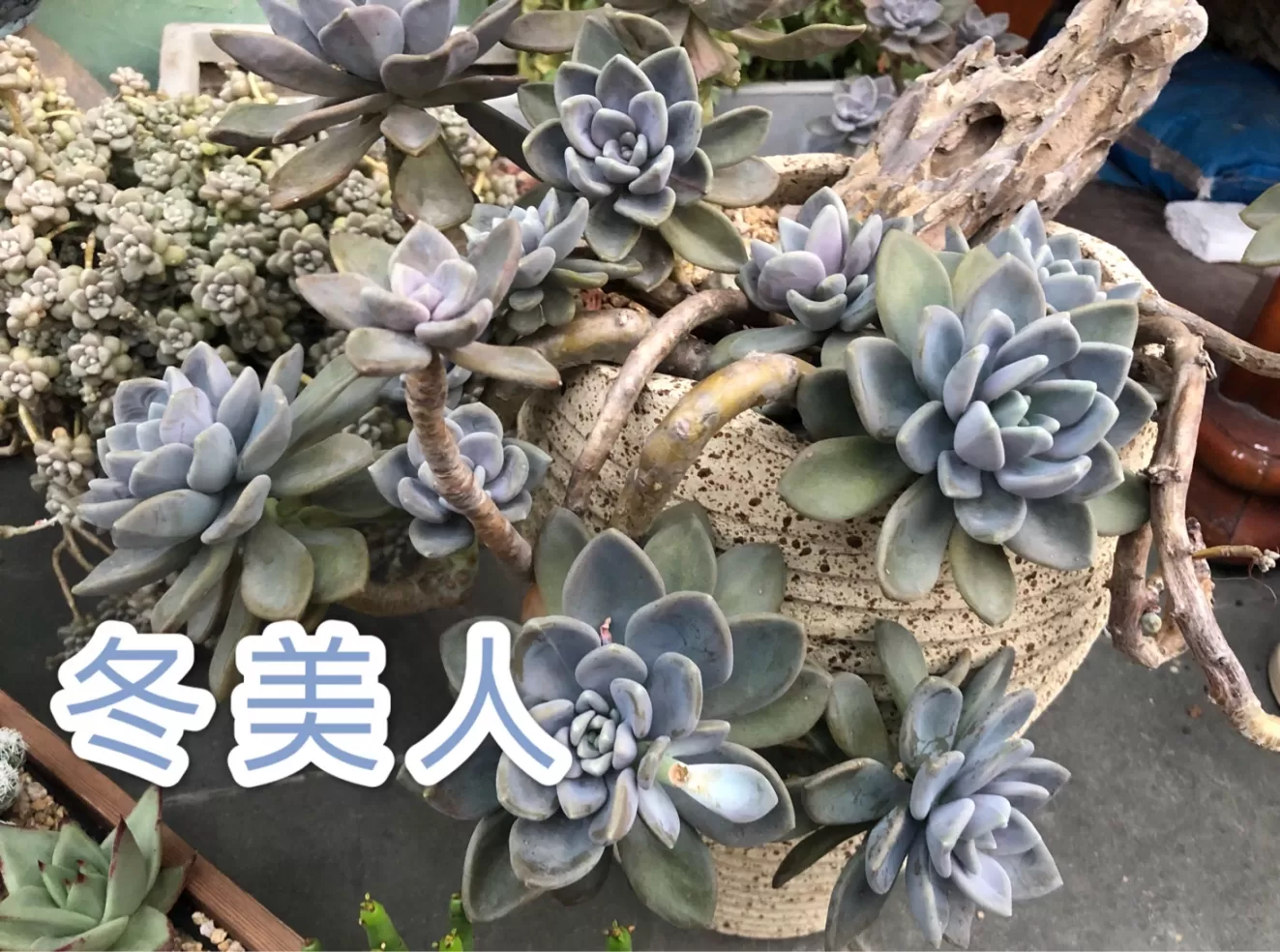 怎么都养不死的10种多肉植物有哪些