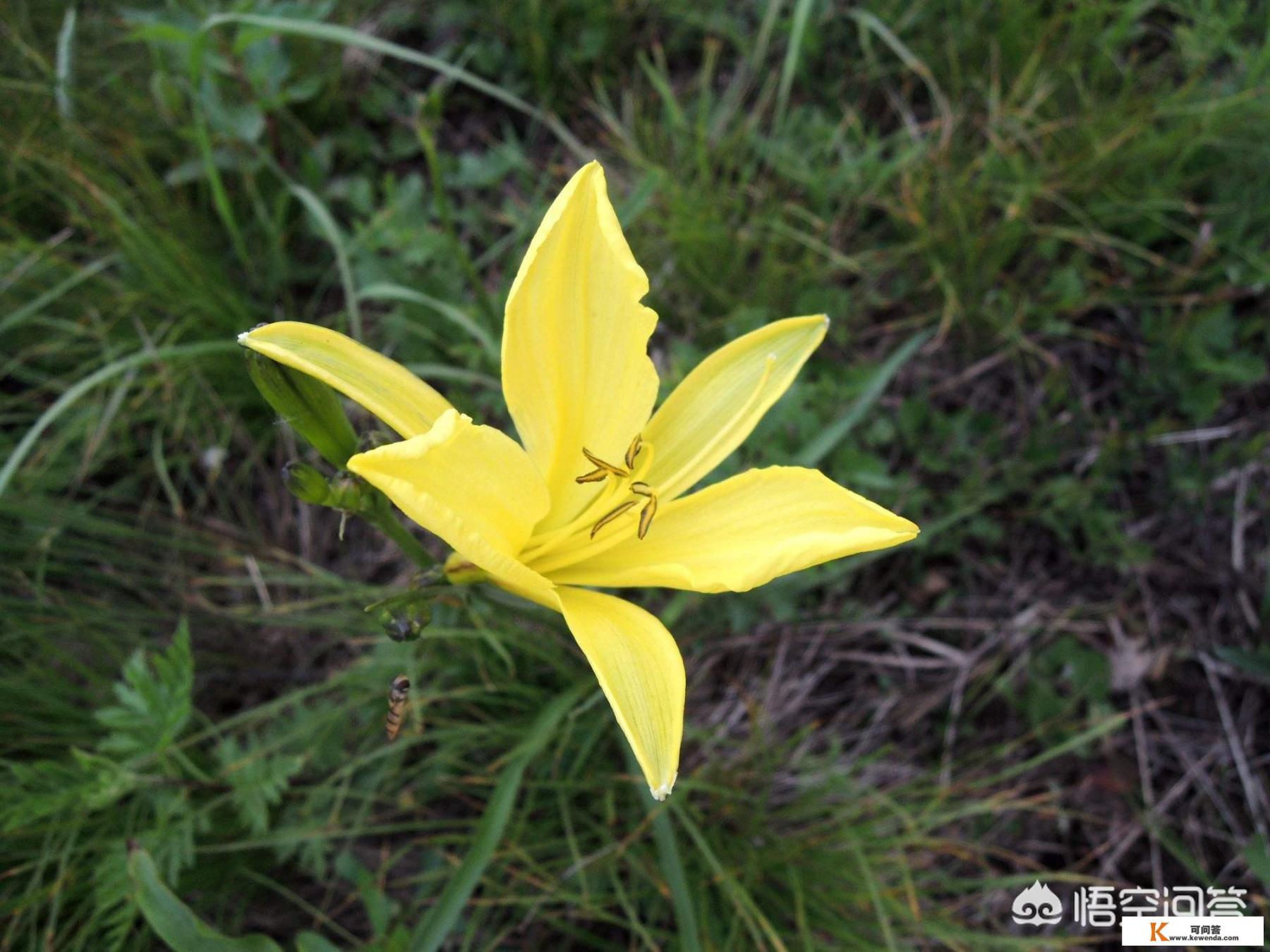 黄花怎么吃好吃又简单