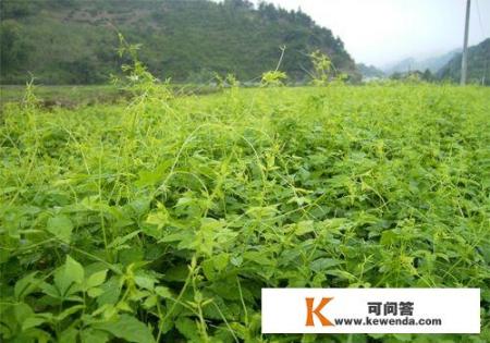 喝些什么茶可以安神