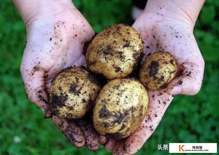 炒土豆丝最好吃的做法家常