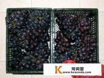 自制葡萄酒的正确做法