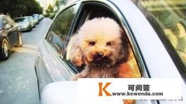 不会开车怎样才能带狗旅游