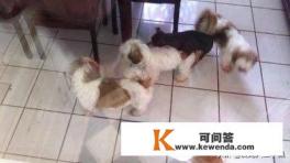 不会开车怎样才能带狗旅游