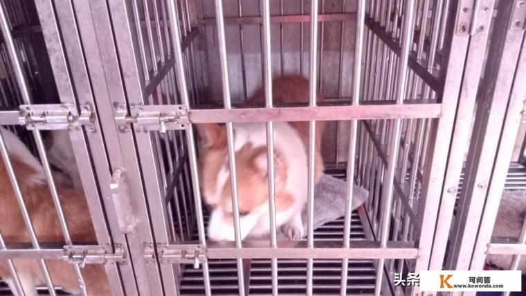 不会开车怎样才能带狗旅游