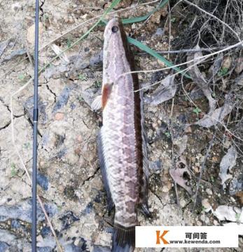 斑鱼怎么杀