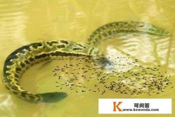 斑鱼怎么杀