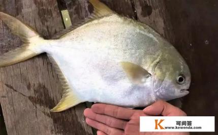 鲳鱼是海鱼还是淡水鱼怎么区分