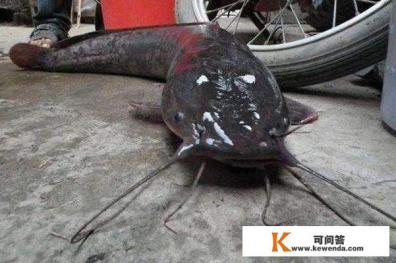 塘鲺是什么