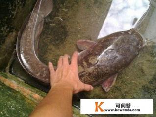 塘鲺是什么