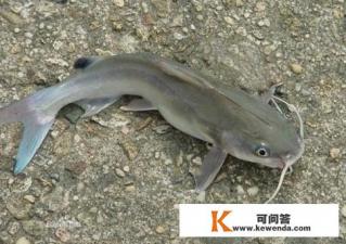 塘鲺是什么