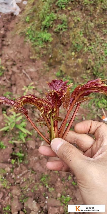 香椿是什么? 香椿的样子是怎样的? 香椿出自哪里