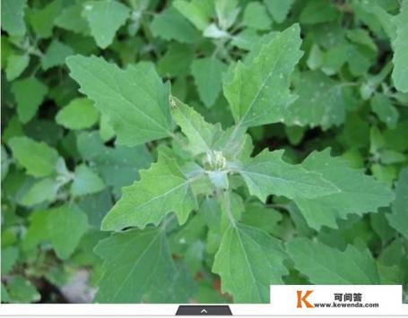 韭菜,可不可以和灰菜包着吃