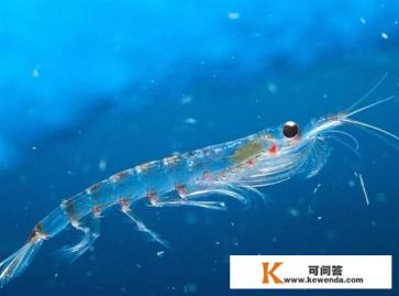 磷虾是什么