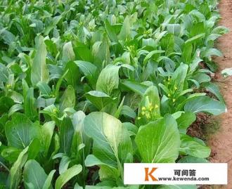 菜心长啥样