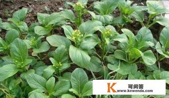菜心长啥样
